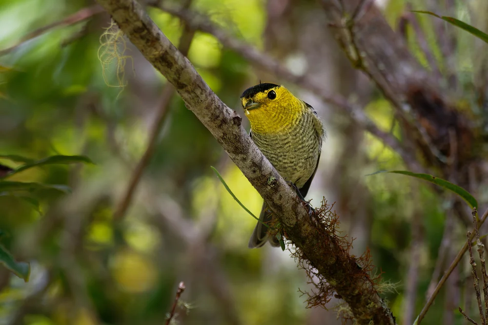 Buntbreitschnabel (Pachyramphus versicolor)