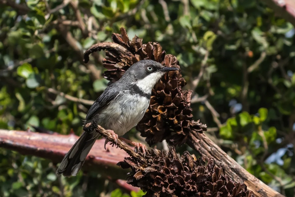 Buntbrust-Brillenvogel (Apalis thoracica)