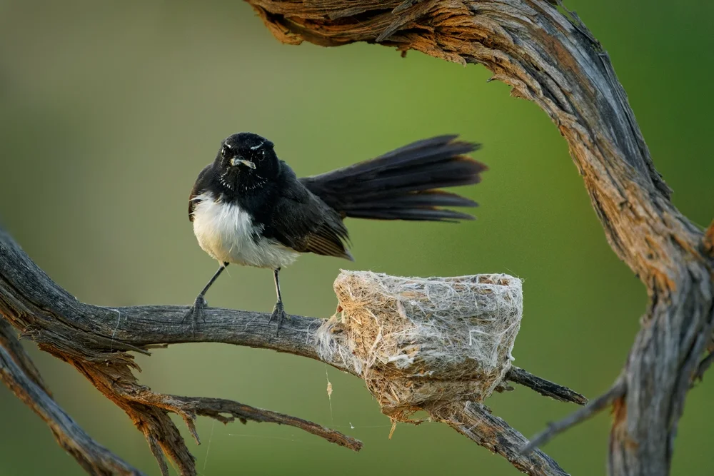 Buntbrust-Fächerschwanz (Rhipidura teysmanni)