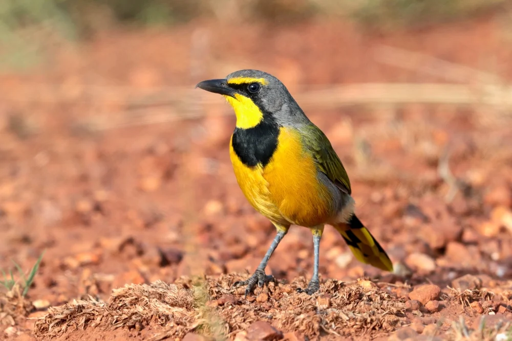 Buntbülbül (Telophorus multicolor)
