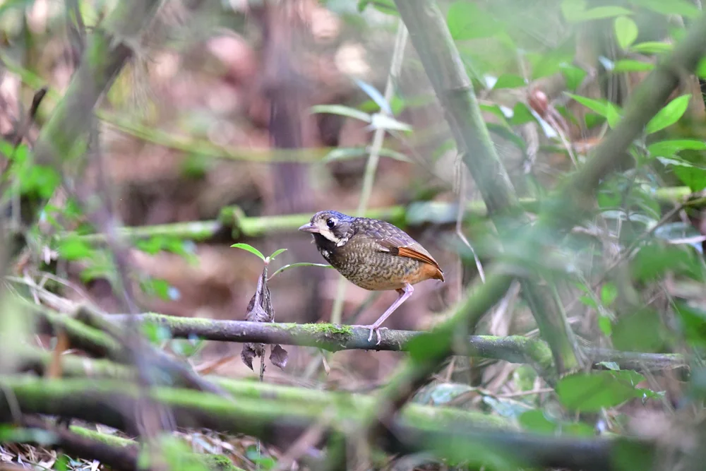 Bunte Ameisenpitta (Grallaria varia)
