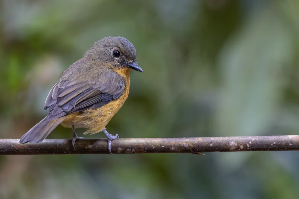 Buntes Waldsänger-Köpfchen (Thlypopsis ornata)