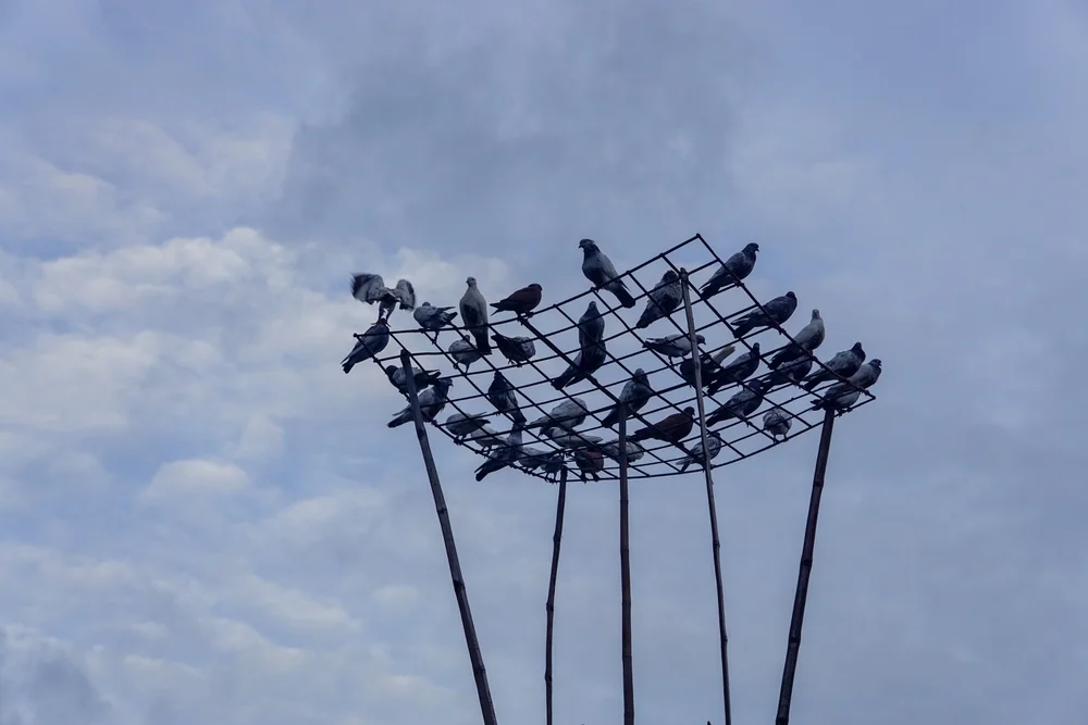 Buntfelsentaube (Columba versicolor)
