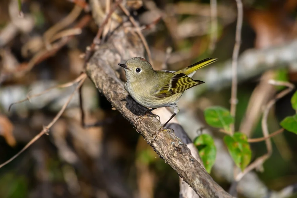 Buntgesicht-Blattspäher (Phylloscartes poecilotis)