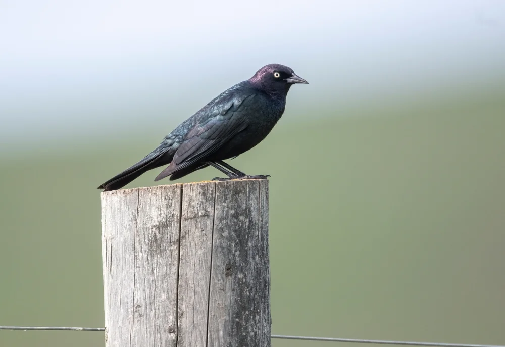 Buntkopf-Rostdrossel (Euphagus cyanocephalus)