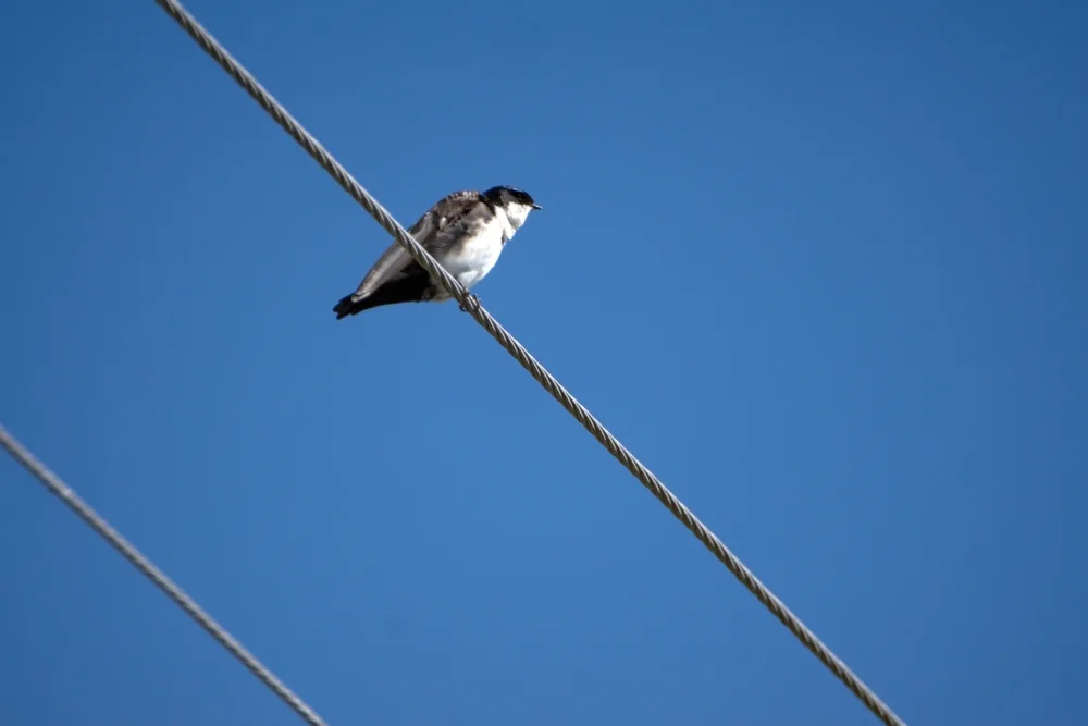Buntkopf-Schwalbe (Notiochelidon pileata)