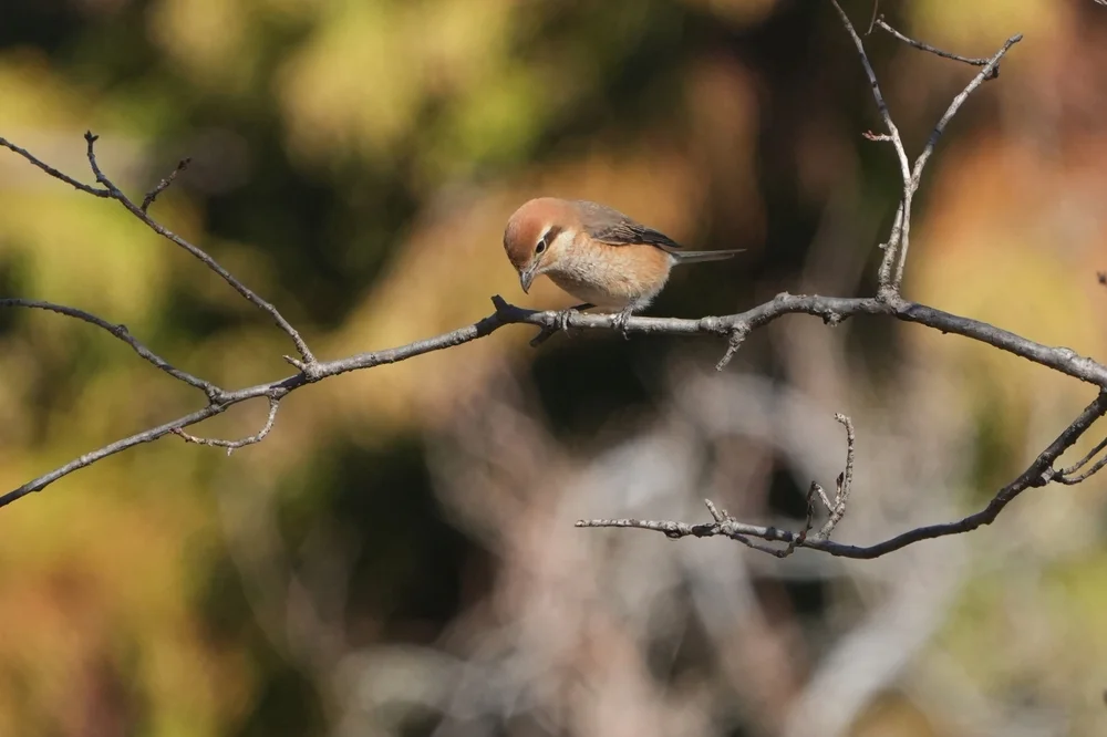 Buntkopfwürger (Lanius bucephalus)