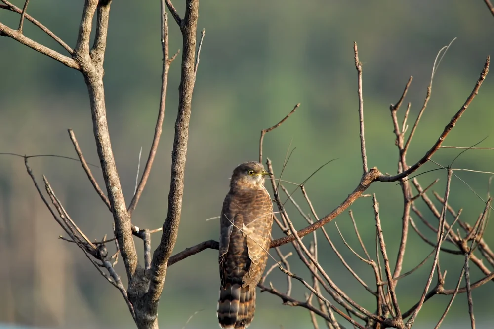 Buntkuckuck (Hierococcyx varius)