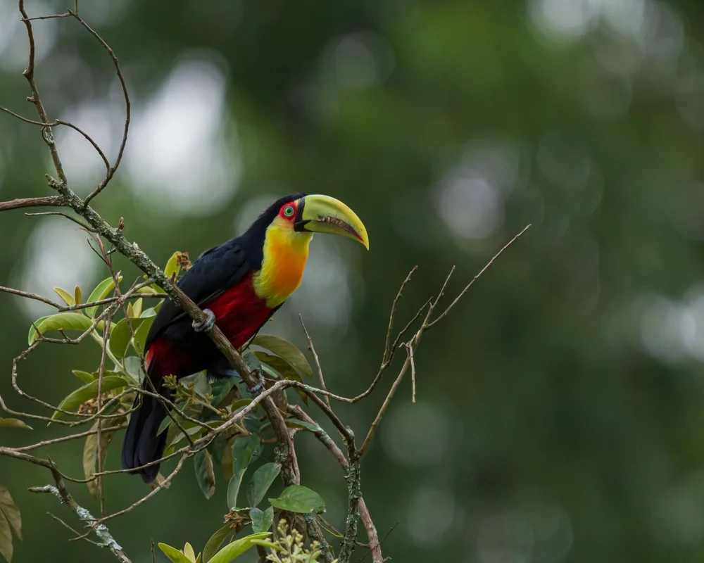 Buntschnabel-Tukan (Ramphastos dicolorus)