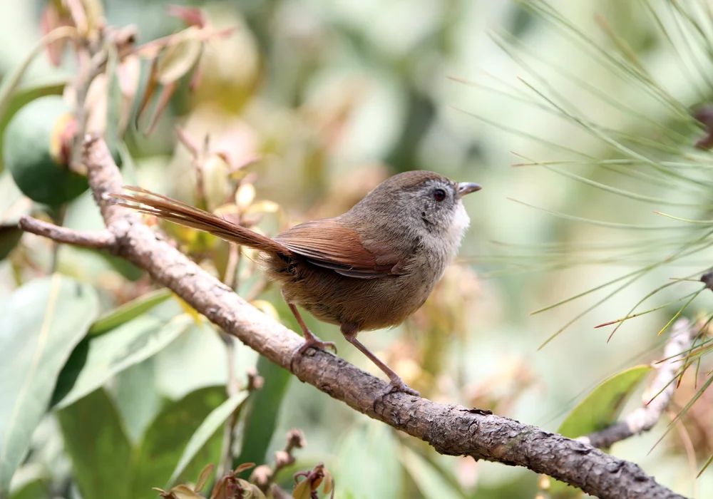 Buntschnurrvogel (Chrysomma poecilotis)
