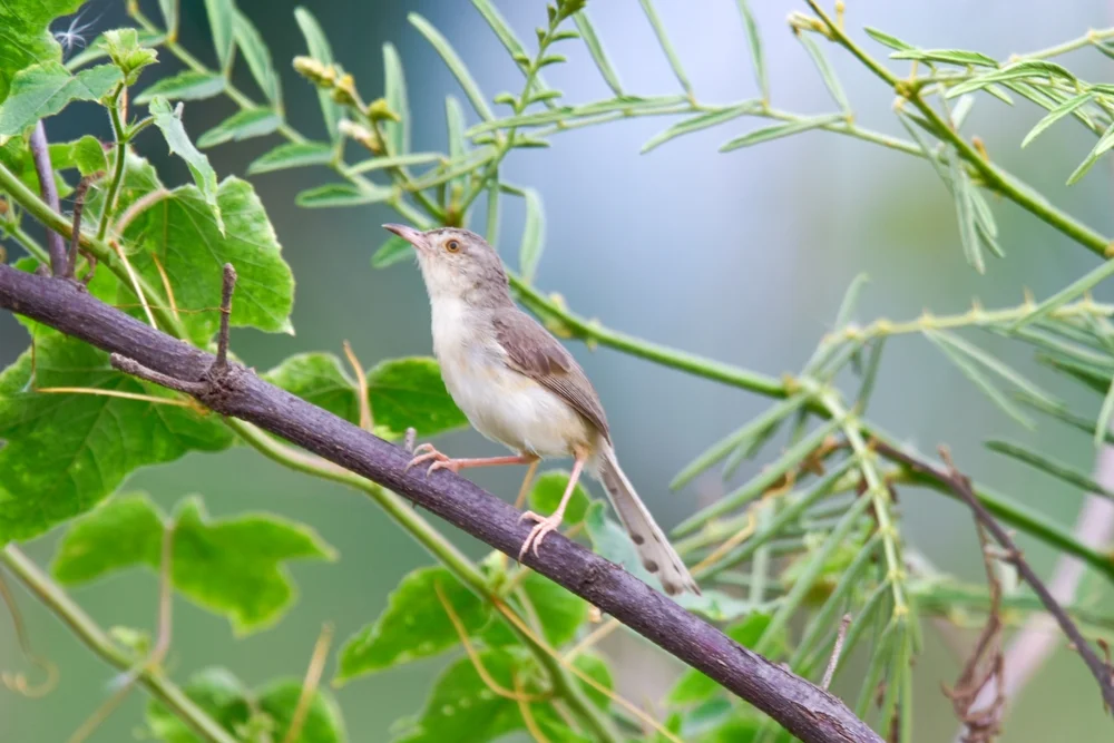 Buntspecht-Grasmückenrohrsänger (Prinia molleri)