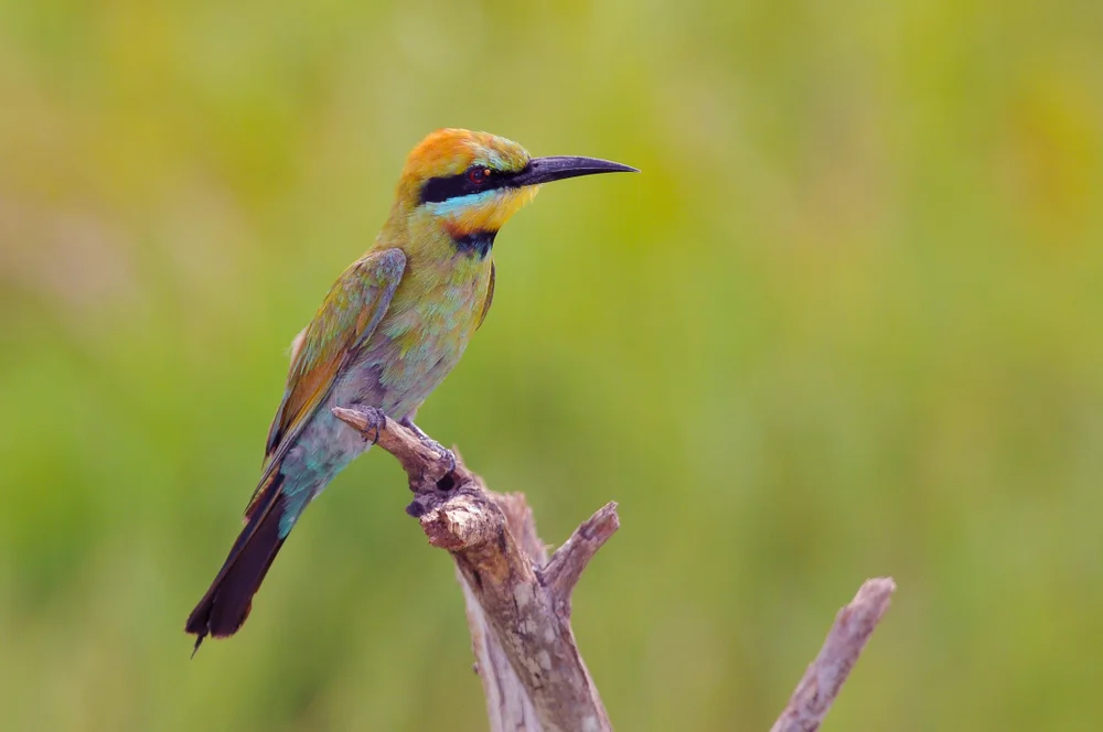 Buntspecht-Schwalbe (Merops omatus)