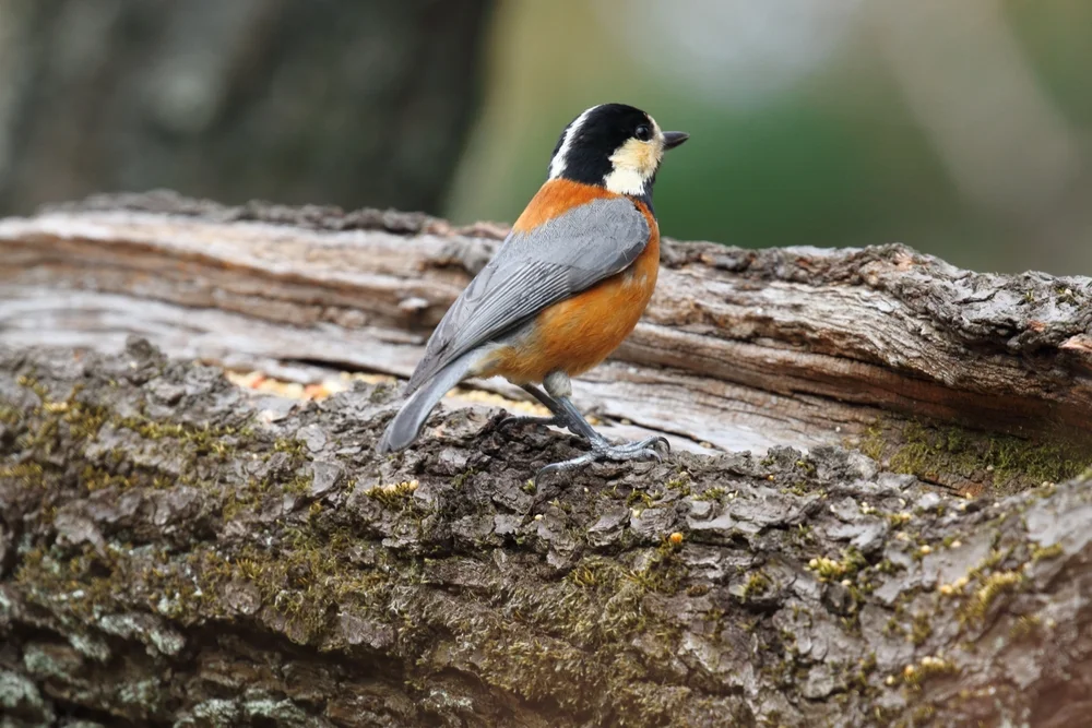 Buntspechtmeise (Sittiparus varius)