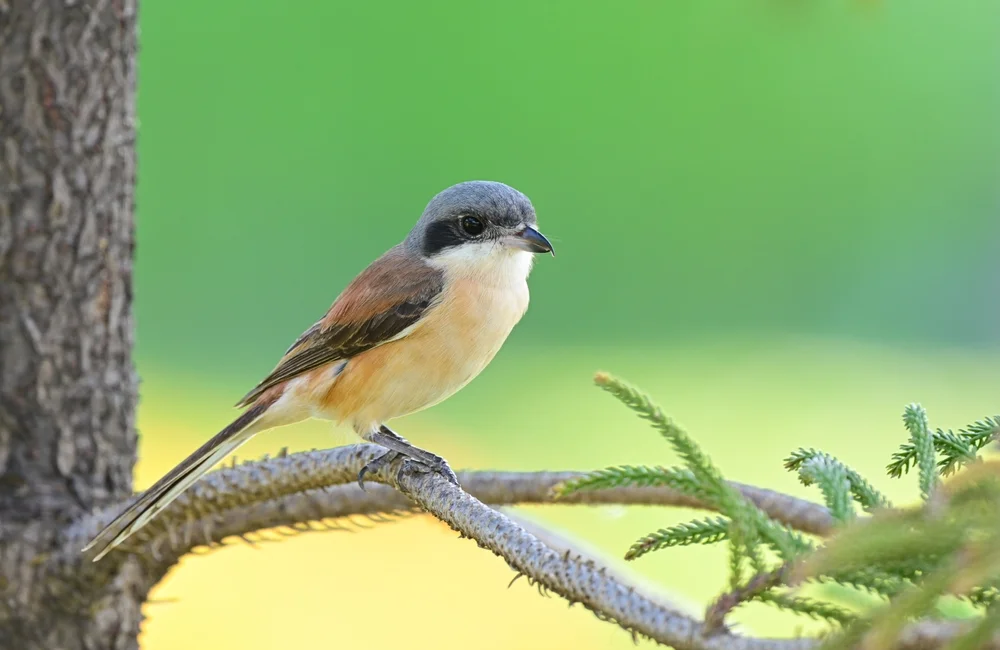 Burma-Würger (Lanius collurioides)