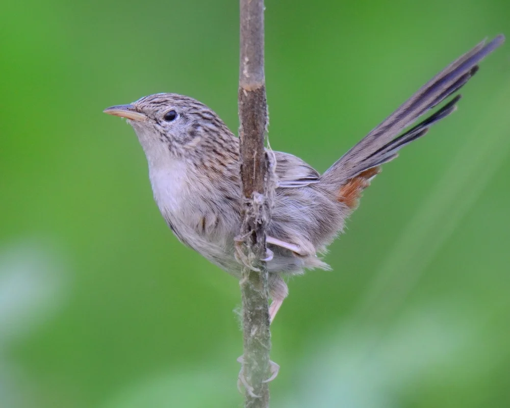 Burnesis Grasmückenrohrsänger (Prinia burnesii)