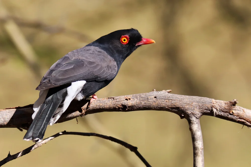 Buschbrauen-Helmschnäpper (Prionops scopifrons)