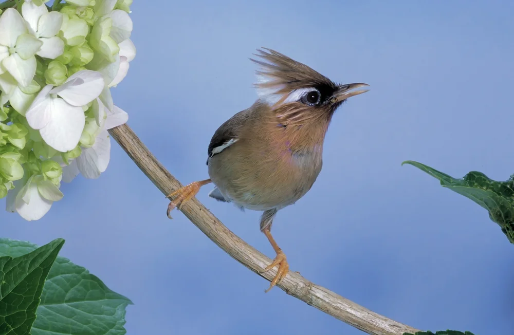 Buschtyrannen (Yuhina diademata)