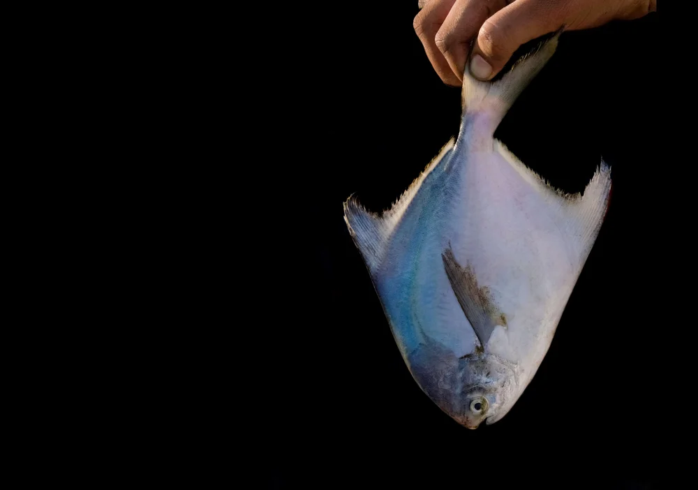 Butterfisch (Peprilus triacanthus)