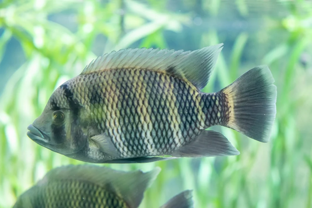 Buttikofers Buntbarsch (Heterotilapia buttikoferi)