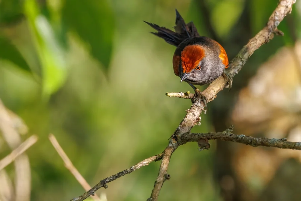 Cabanis-Dornensteiger (Synallaxis cabanisi)