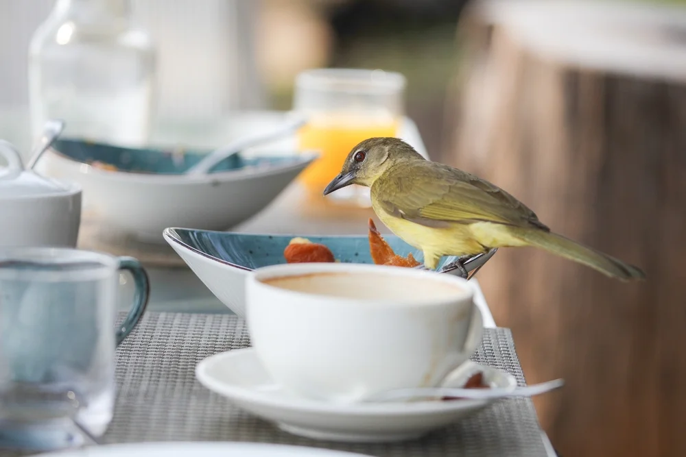 Cabanis' Laubsänger (Phyllastrephus cabanisi)