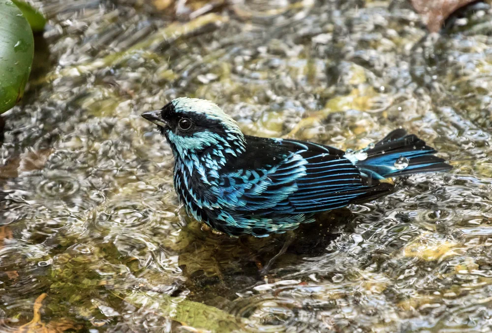 Cabanis-Tangare (Tangera cabanisi)