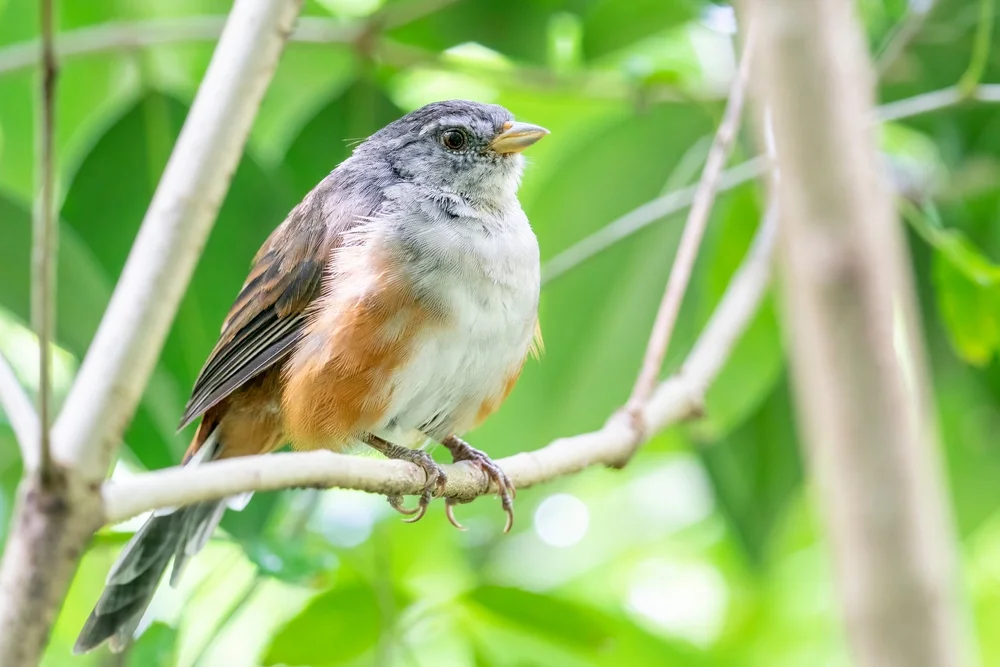 Cabanis' Zwergfink (Microspingus cabanisi)