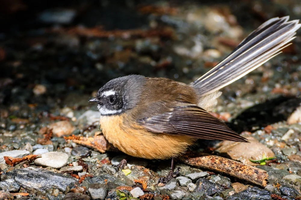 Cactus Canastero (Asthenes fuliginosa)