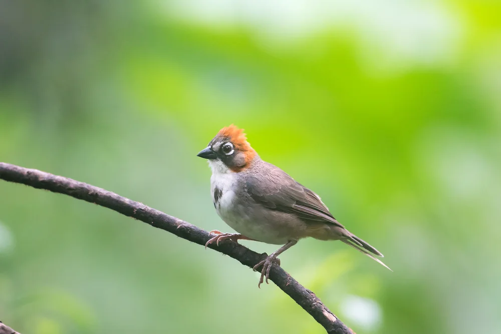 Cahanis Waldsänger (Melozone cabanisi)