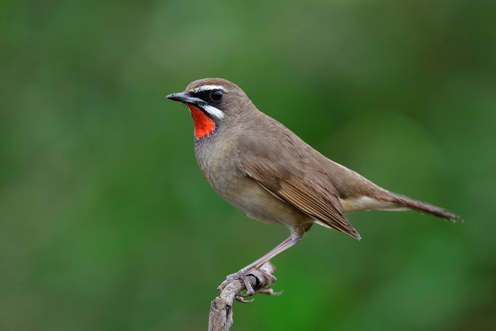 Calliopekolibri (Calliope calliope)