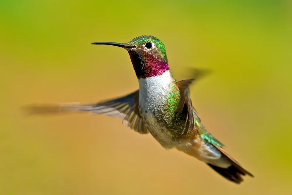 Calliopekolibri (Selasphorus ellioti)