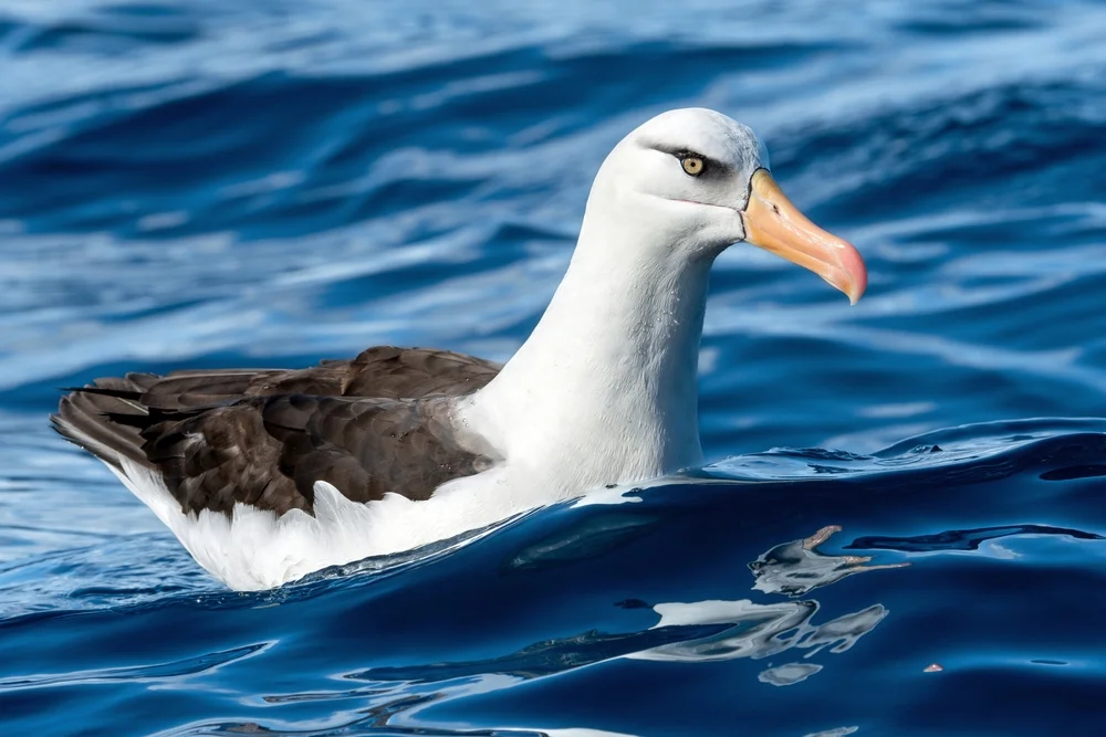 Campbell-Albatros (Thalassarche impavida)