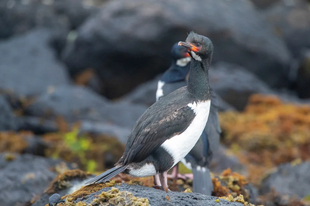 Campbell-Kormoran (Phalacrocorax campbelli)