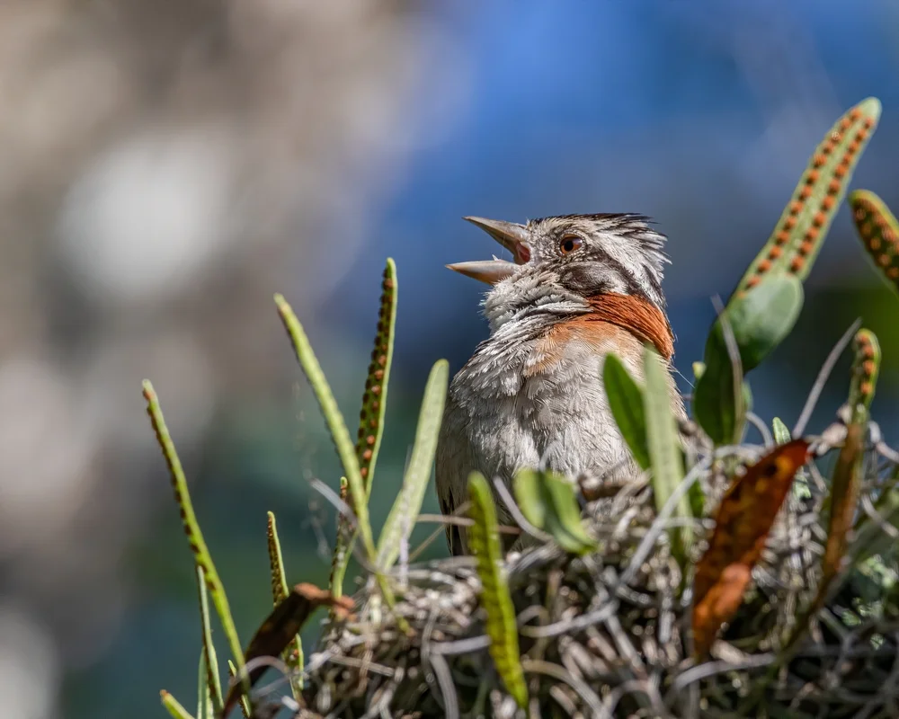 Cande-Dornensteiger (Synallaxis candei)