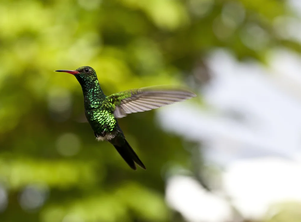 Canivets Schmuckkolibri (Canivet's Smaragdkolibri)