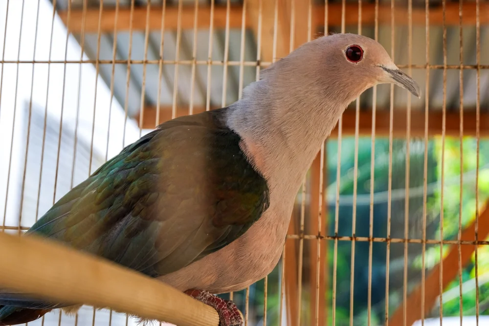 Capelles Grüntaube (Treron epellei)