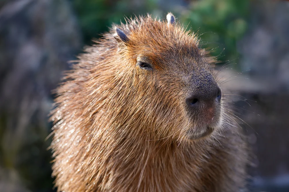 Capybara