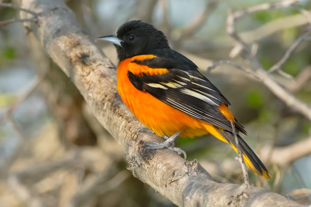 Caribischer Trupial (Icterus icterus)