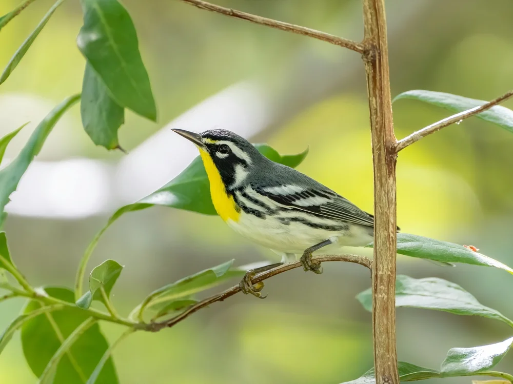 Caribischer Waldsänger (Setophaga dominica)