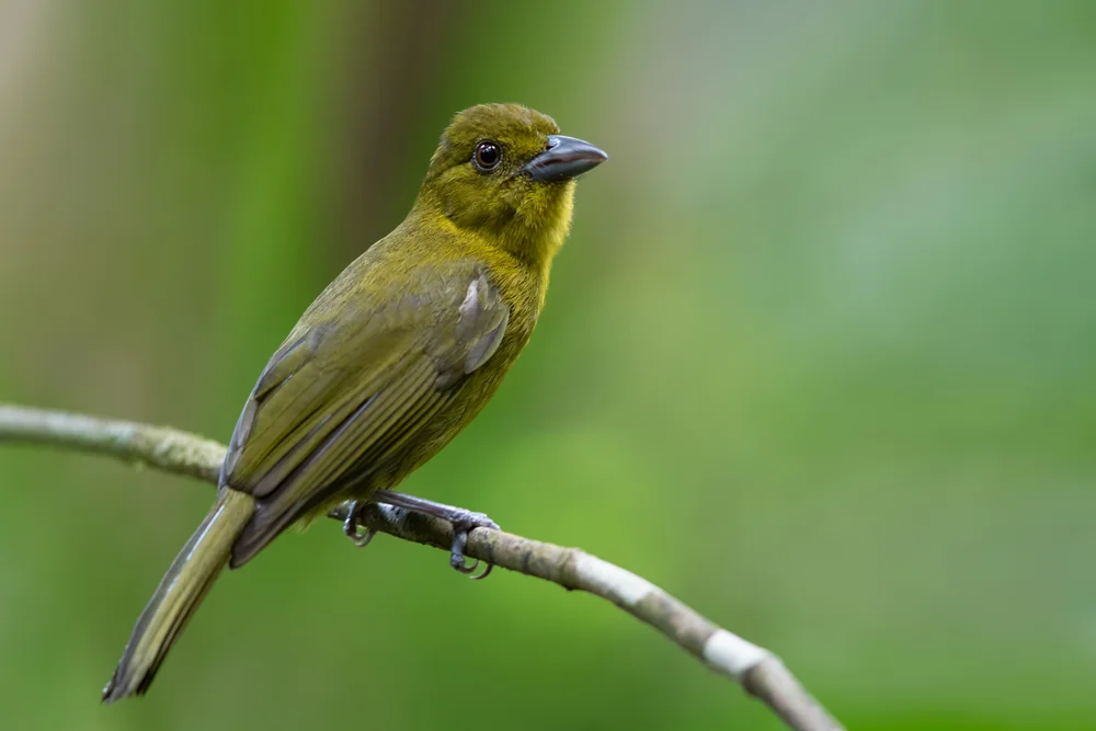 Carmiols Bergtangare (Chlorothraupis carmioli)