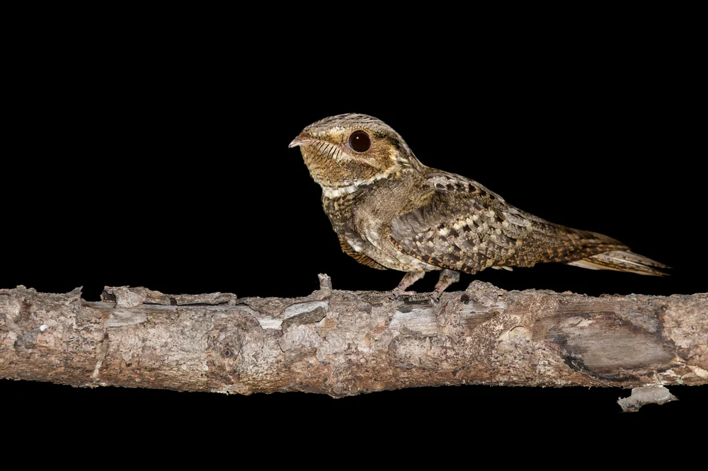 Carolinen-Nachtschwalbe (Antrostomus carolinensis)