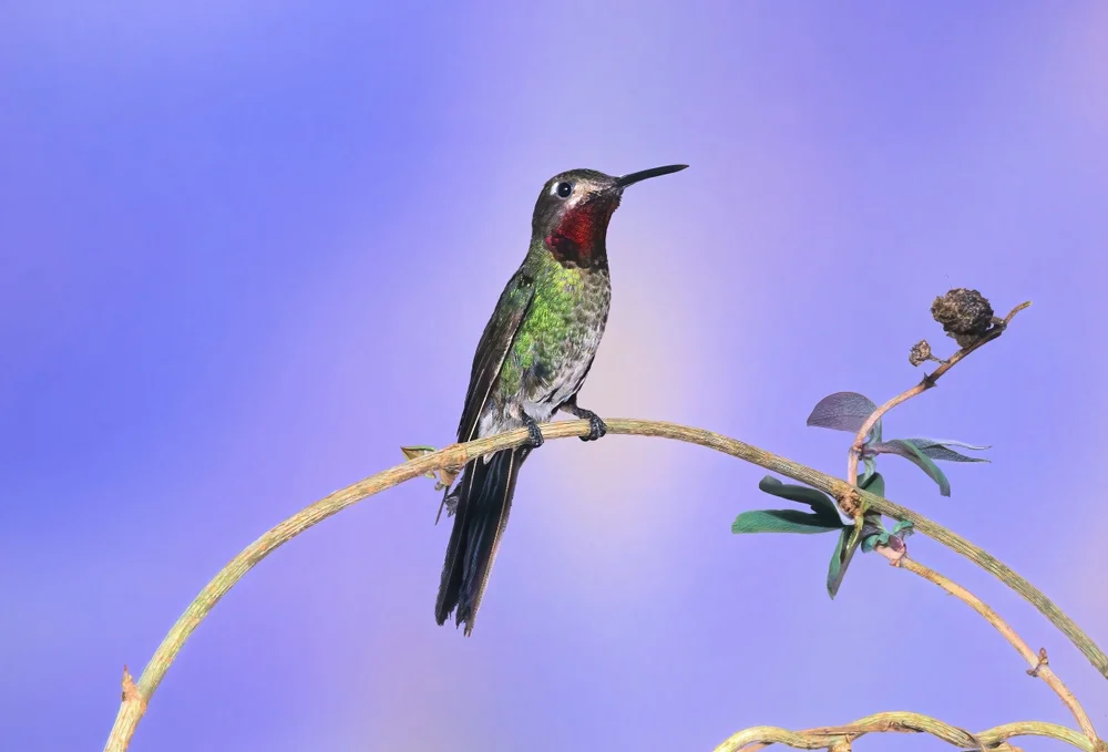 Carolus Blattvogel (Polyonymus caroli)