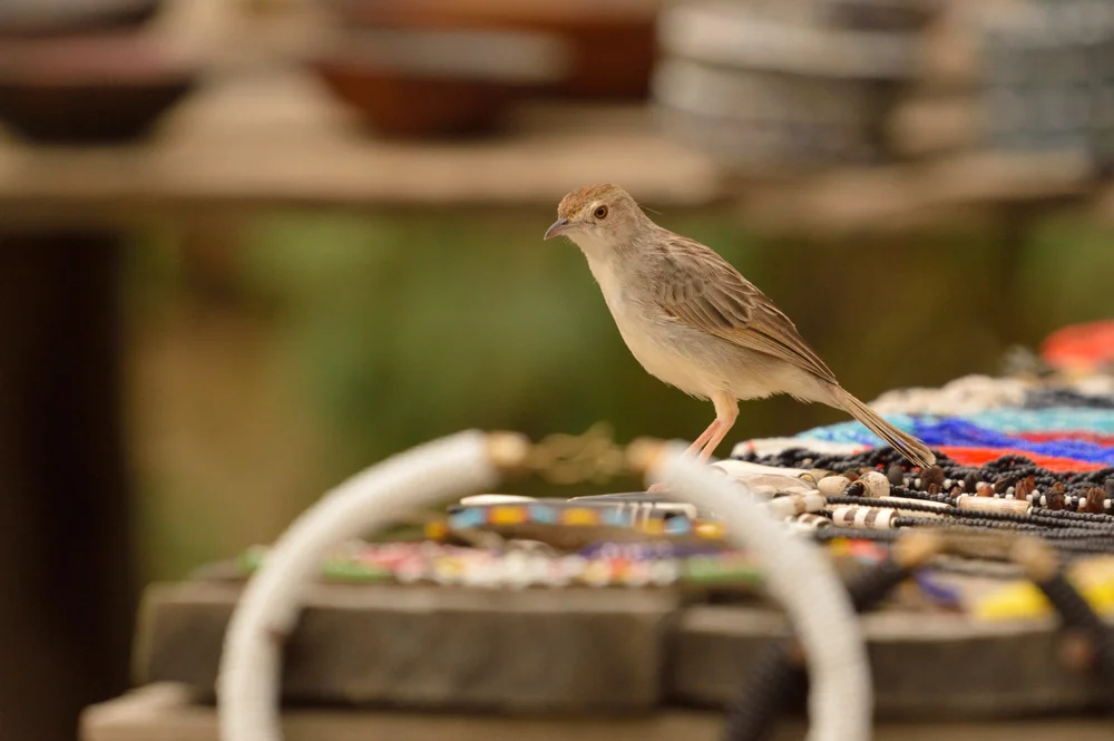 Carruthers' Cistensänger (Cisticola carruthersi)