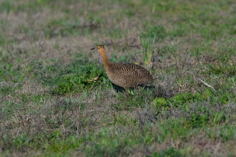 Casiquiare-Zwergtinamu (Crypturellus casiquiare)