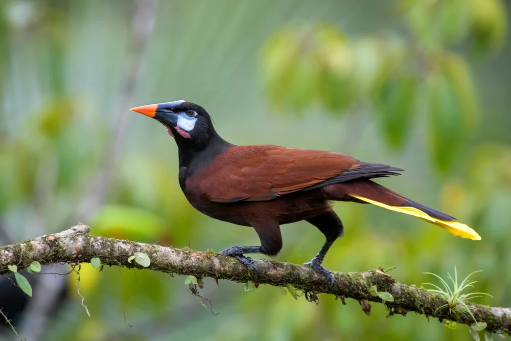 Cassin-Oriol (Psarocolius cassini)