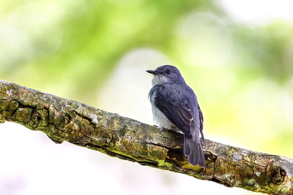 Cassins Fliegenschnäpper (Muscicapa cassini)