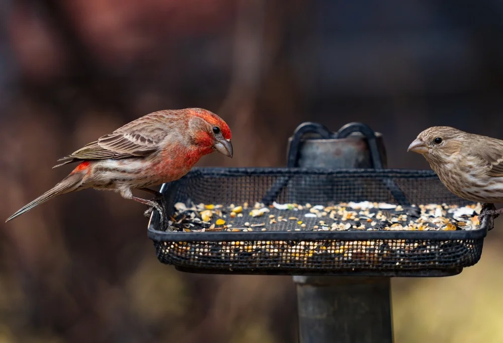 Cassins Kernbeißer (Haemorhous cassinii)
