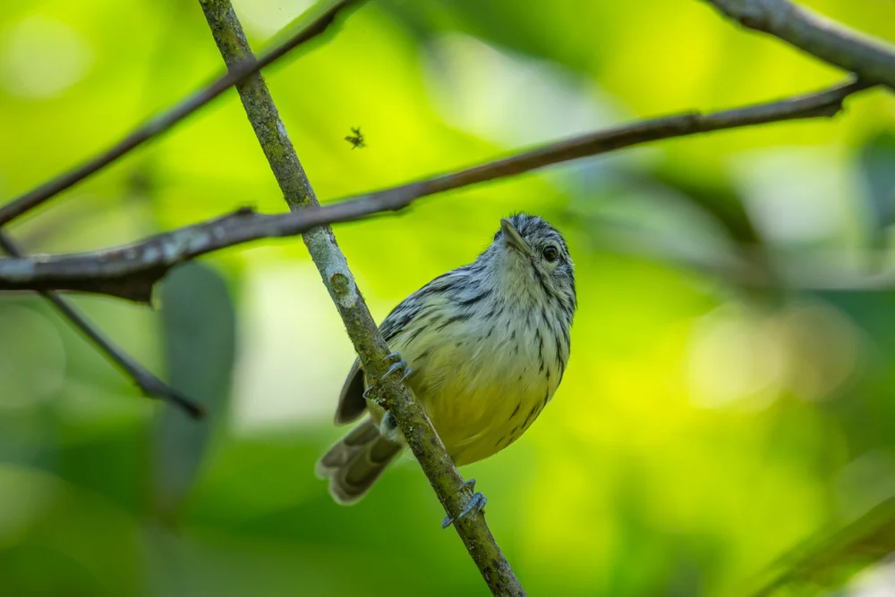 Castelnau's Ameisenschlüpfer (Terenure humeralis)