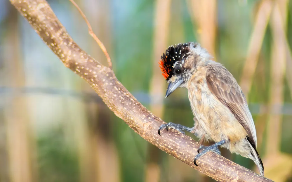 Castelnaus Zwergspecht (Picumnus castelnau)