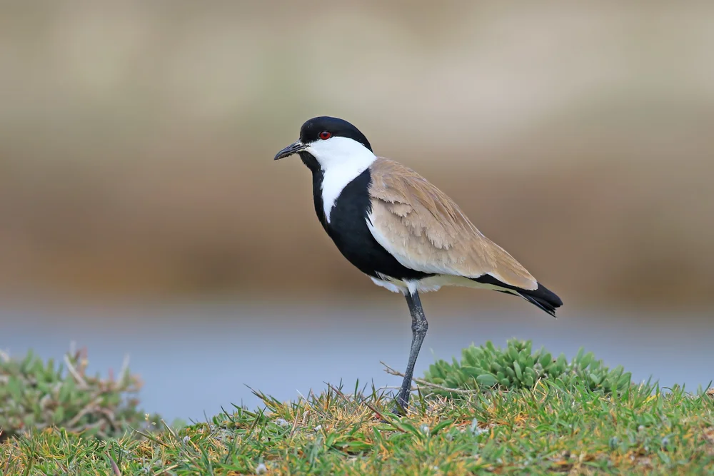 Cayennewitwentrupial (vanellus cayanus)